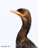 _MG_9674_NeotropicCormorant.jpg