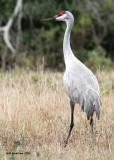 _MG_9865_SandhillCrane.jpg