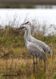 _MG_9874_SandhillCrane.jpg
