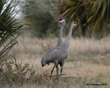_MG_9911_SandhillCrane.jpg