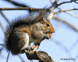 _MG_0255_Squirrel.jpg