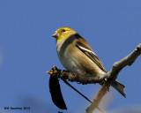 _MG_0445_AmericanGoldfinch.jpg