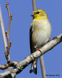 _MG_0625_AmericanGoldfinch.jpg