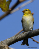 _MG_0636_AmericanGoldfinch.jpg