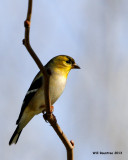 _MG_0756_AmericanGoldfinch.jpg