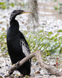 _MG_1279_Anhinga.jpg