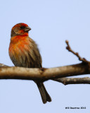 _MG_1839_HouseFinch.jpg