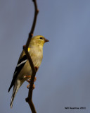 _MG_2418_AmGoldfinch.jpg