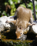 _MG_2460_Squirrel.jpg