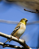 _MG_2482_AmGoldfinch.jpg