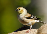 _MG_2784_AmGoldfinch.jpg