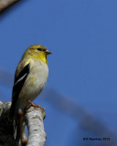 _MG_2958_AmGoldfinch.jpg