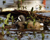 _MG_3022_BluewingTeal.jpg