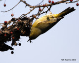 _MG_3271_OcWarbler.jpg