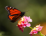 _MG_4267_Monarch.jpg