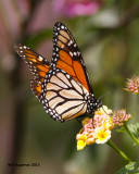 _MG_4275_Monarch.jpg