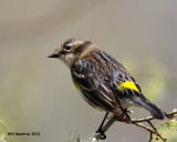 _MG_4312_YellowrumpWarbler.jpg
