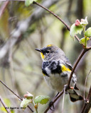 _MG_4318_YellowrumpWarbler.jpg