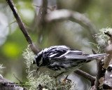 _MG_4750_BlkWhtWarb.jpg