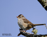 _MG_4813_WhitecrownSparrow.jpg