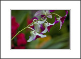 <font size=3><i>Orchid 