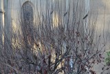 Grace Cathedral Wintertime Trees