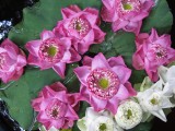 Jim Thompson House water lillies