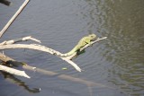 Khao Yai National Park Lizard