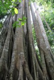 Khao Yai National Park Jungle