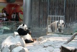 Chuang Chuang checking out Lin Hui