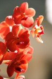 Golden Beach Resort orchid