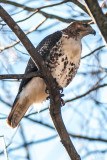 Red-tailed Hawk in my Backyard