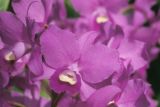 Purple Orchid