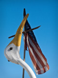 Patriotic Egret