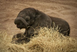 Balby Elephant in Straw Trunk Crossed
