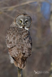 Great Grey Owl, Chouette lapone (Strix nebulosa)