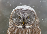 Great Grey Owl, Chouette lapone (Strix nebulosa)