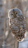 Barred-Owl, Chouette raye (Strix-varia)