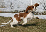 Gamin ( Cavalier King Charles )