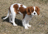 Gamin ( Cavalier King Charles )