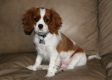 Gamin ( Cavalier King Charles )
