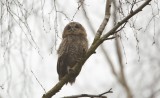 Bosuil/Tawny Owl