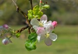 Apple tree flower with Dewdrops.jpg