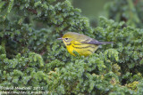 Prairie Warbler (1st winter male) (Dendroica discolor)_Lighthouse valley (Corvo)