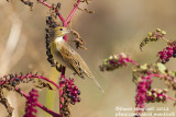 Dickcissel (1st winter male)(Spiza americana)_Middle Fields (Corvo)