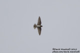 Cliff Swallow (Petrochelidon pyrrhonota)_above Vila Nova village (Corvo)