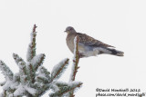 Oriental Turtle Dove (Streptopelia orientalis meena)_Wabern (Germany)