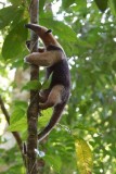 Tamandua, Corcovado.