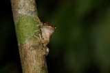 Masked treefrog (Smilisca phaeota), Lapa Rios.