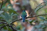 Black throated trogon male, Lapa Rios.